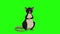 Black rat sits and laughs animation Chroma Key