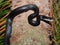Black rat snake - Elaphe obsoleta