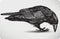 Black raven bird, hand-drawing. Vector illustratio