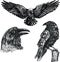 Black raven bird vector sketch icon set