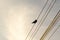 Black Raven bird on the wires. Slovakia