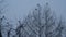 Black raven birds flock, bare leafless branch, many dark crows on tree in winter