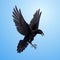 Black raven on blue background
