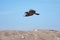 Black raven carrying food in his beak