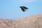 Black raven carrying food in his beak