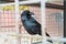 Black raven crow in old vintage metal cage behind bars sitting o