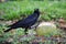 Black raven crow pecks coconut lying on the ground