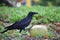 Black raven crow pecks coconut lying on the ground