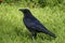 Black raven, crow strutting in the high grass, on a meadow