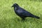 Black raven, crow strutting in the high grass, on a meadow