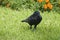 Black raven, crow strutting in the high grass, on a meadow