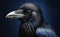 Black raven on dark blue background,  Close-up portrait of a raven