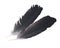 Black raven feather