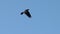 Black raven flies in the blue sky