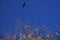 A black raven flies in the blue sky above a dried autumn tree. Symbolism. Wither and yellow leaves