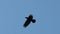 Black raven flies through the blue sky slow motion