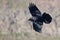 Black Raven Flying Through the Canyon