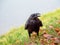 A black Raven on the grass