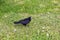 Black raven on green mowed grass and dandelions. Horizontal orientation.