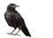 Black raven isolate on a white background. A black raven is sitting on a stone