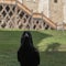 A black raven looking straight at the camera in a castle courtyard