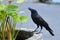 A black raven is sitting on a fence next to a green plant. He is hungry and is looking forward to catching something