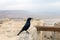 Black raven sitting in the Judean Desert, Israel