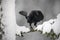 Black raven sitting on the snow tree during winter