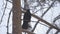 Black raven sitting on tree among branches