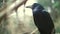 Black raven sitting on tree examining something below. Feathered forest dweller