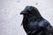 Black Raven in the snow and rain