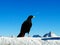 Black Raven in snow at ski area in Alps at winter, Germany