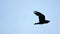 black raven spreading its wings flies in the sky