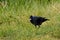 A black raven stands with bread in its beak