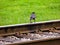 Black Raven stands on the rails of the railway, against the summer green grass