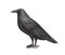 Black raven watercolor painting. Detailed realistic illustration isolated on white background.