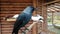Black Raven with white pigeon on bird farm