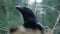 Black raven in wild nature. Wild animals in natural habitat. Feathered dweller