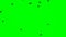 Black ravens flying on top over the head Chroma Key footage green screen background