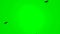 Black ravens flying on top over the head Chroma Key footage green screen background