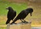 Black ravens in Lumphini city park in Bangkok, Thailand