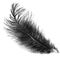 Black realistic bird feather,graphic element for your design.Realistic and minimalistic illustration