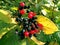 Black and red berries Viburnum lantana