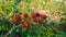 Black and red blackberries in a forest (Rubus ulmifolius