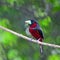 Black-and-Red Broadbill