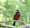 Black-and-Red Broadbill