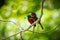 Black-and-red Broadbill