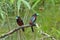 Black and Red Broadbill