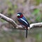 Black-and-red Broadbill Bird