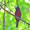 Black-and-Red broadbill bird